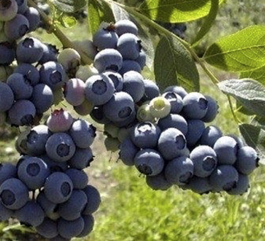 arandanos