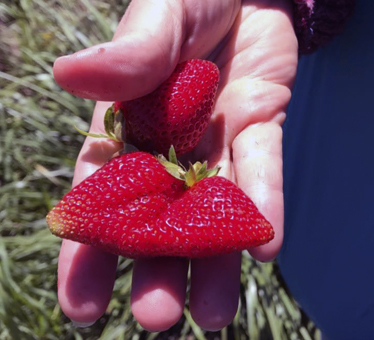Frutilla